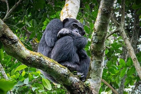 9-dagers privat Uganda Wildlife Safari