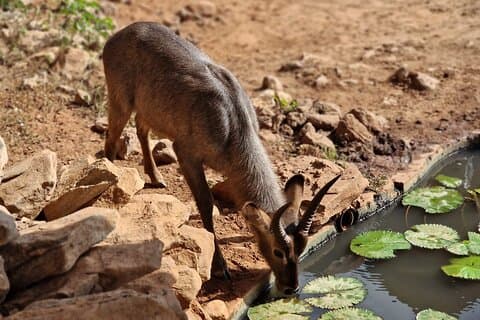Privat halvdagstur i Nairobi National Park