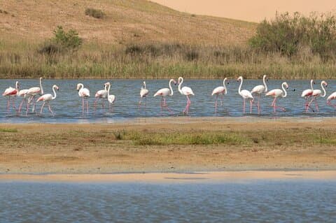 Half-Day Tour in Massa National Park with Professional Guide