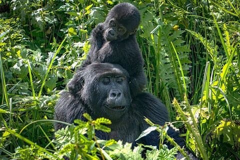 6 Days Uganda and Tanzania Safari (Serengeti and Bwindi)