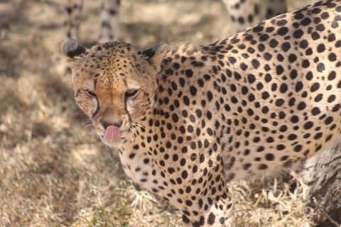 2 dager 1 natt Northern Joining Safari Private Tour