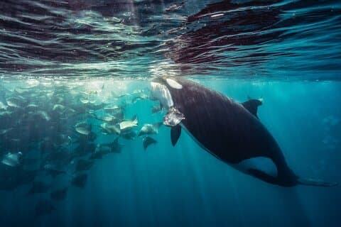 Ocean Safari: Zeeleeuwen, Mobularoggen, Dolfijnen, Orka's & Walvissen
