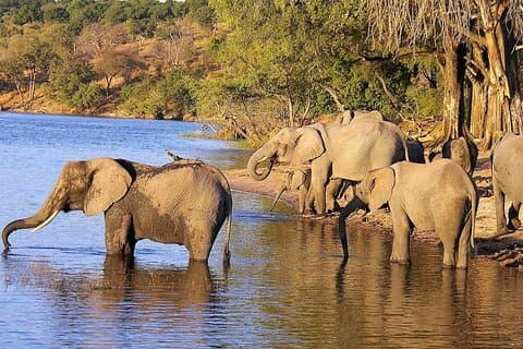 4-daagse Garden Route en Botlierskop Game Reserve vanuit Kaapstad