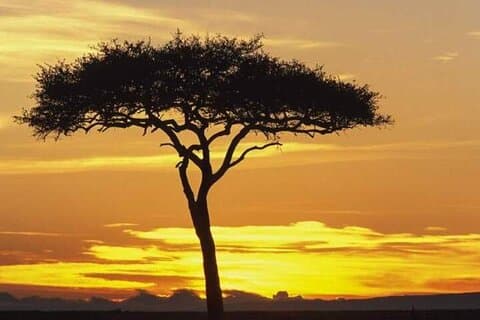 5 jours Masai Mara, lac Nakuru et lac Naivasha Safari