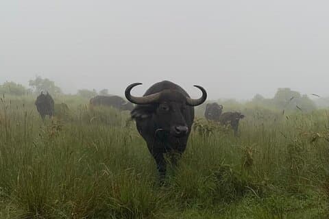 03 jours Groupe Serengeti et Ngorongoro Crater (camping)