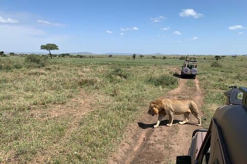 04 Jours Groupe de cratères Tarangire, Serengeti et Ngorongoro (Camping