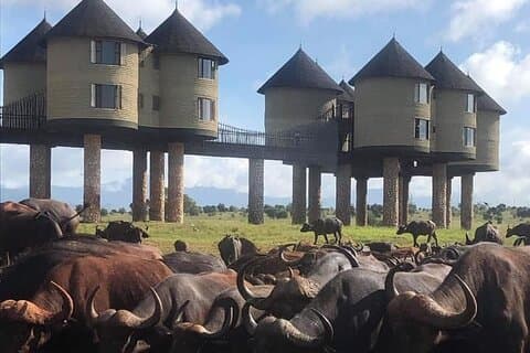 2-dages Taita Hills og Saltlick Safari-tur fra Diani Beach