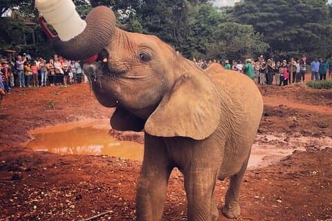 Tour Orfanato de Elefantes e Parque Nacional de Nairobi