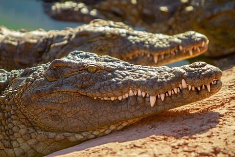 Entradas Agadir Crocoparc y cabras opcionales trepando árboles.