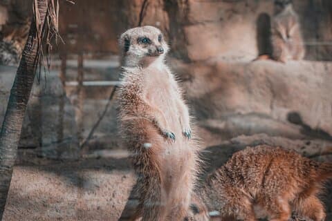 Zoológico de Taipei y paseo en góndola de Maokong