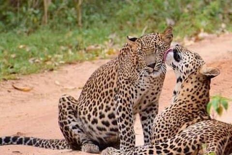 Half-Day Private Safari Tour in Yala National Park