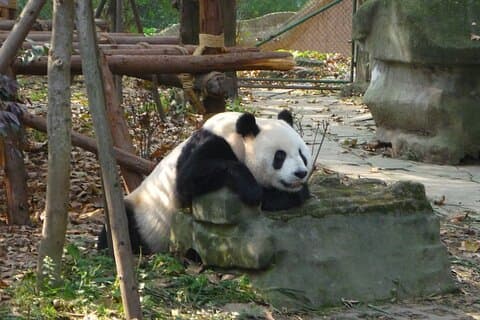 Excursão privada de um dia à base e barragem de Dujiangyan Panda saindo de Chengdu