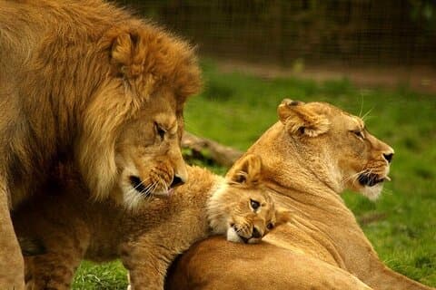 4 dages safaritur i Masai Mara og Lake Nakuru Camping