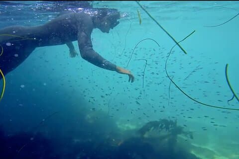 La Jolla Kayak and Snorkel Tour for two people (tandem kayak)