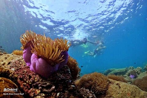 PRO-SNORKELING per esplorare le barriere coralline nascoste (MAX 10 PERSONE)