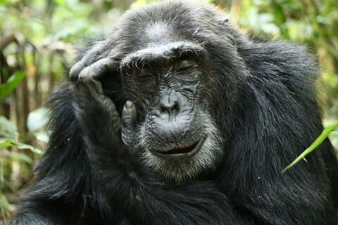 Safari de 12 jours en Ouganda avec Primate Trekking