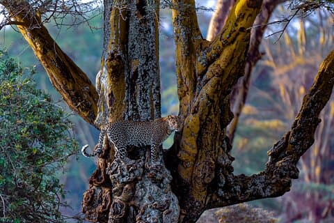 Privater Luxus 4 Tage Nakuru Park & Masai Mara National Reserve