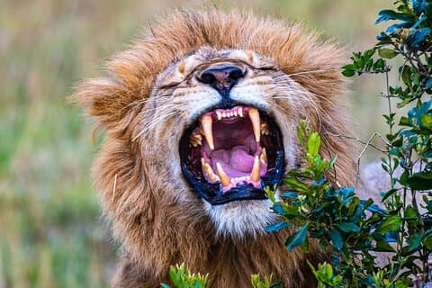 Experiência Privada de Luxo de 3 Dias na Reserva Nacional Maasai Mara