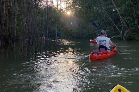 Excursion en kayak dans les mangroves à Manuel Antonio