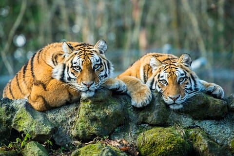 6 dages Golden Triangle Tour med Ranthambore Tiger Safari