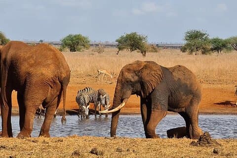 Safari di 3 giorni Tsavo est e Saltlick