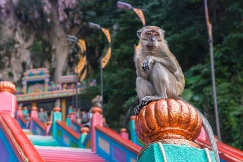 クアラルンプールからのマレーシアの田舎とバトゥ洞窟ツアー