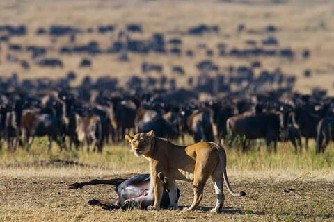 11-dagars guidad gruppsafari i Kenya och Tanzania