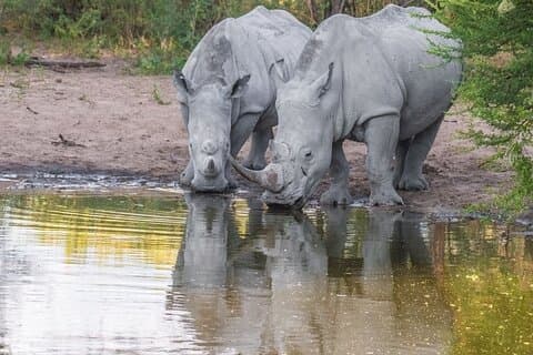 1 Night Madikwe Game Reserve