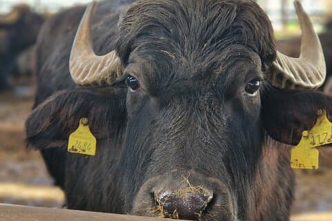 Temples of Paestum tour and buffalo mozzarella tasting