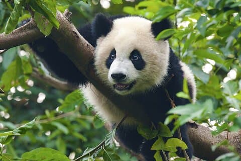 Viaggio in Cina a Pechino, Xi'an, Chengdu, Shanghai e crociera sullo Yangtze