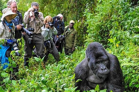 Tour safari privato di 15 giorni per esplorare i primati in Uganda