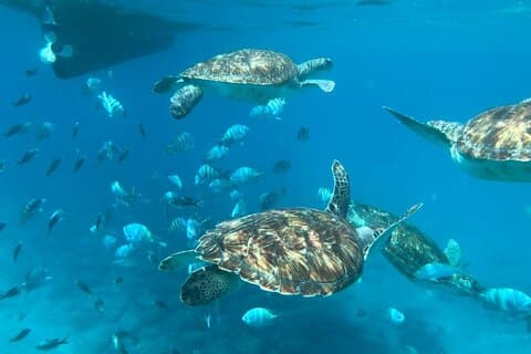 São Vicente: expérience de plongée privée avec tortue de mer