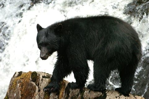 Encontro com o Urso do Alasca por Terra e Mar