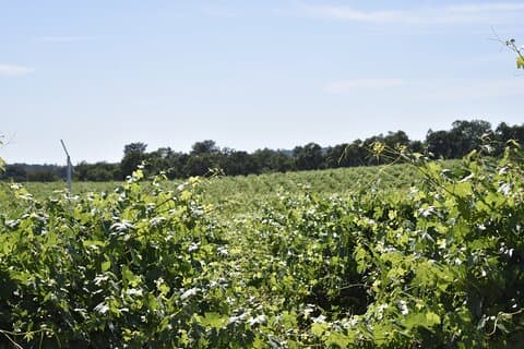 Lodi wine tasting tours Customized private Wine Tour
