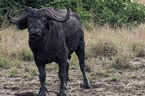 5 days Uganda wild life safari in Murchison Falls National Park