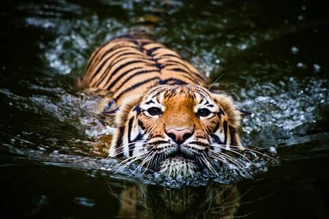 5 dages gylden trekant med Ranthambore Tigers-Taj solopgang/solnedgang