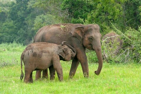 Tour privato: Safari nel parco nazionale di Udawalawe