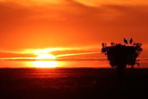 Tour 6 Stunden "Sonnenaufgang mit den Vögeln von Doñana Norte"