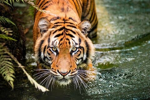 8-dages Golden Triangle Tour med Ranthambore Tigers Tour