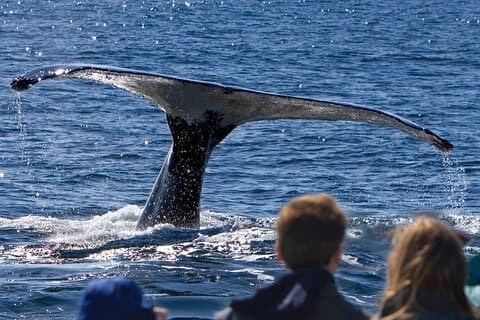 Ultimate Whale Watch and Tracy's Crab Shack Meal
