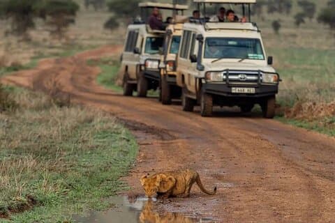 4 días de safari en Serengeti, Ngorongoro y Tarangire