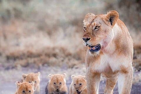 Safari privé de 7 jours en Tanzanie