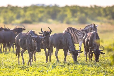 8 Tage Folgen Sie der Wildebeest Migration River Crossing Safari