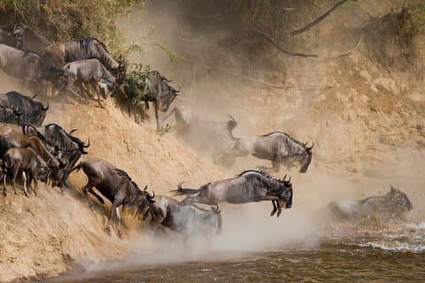 Tour di attraversamento del fiume degli gnu di 10 giorni