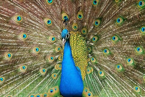 Pafos Zoo Billet