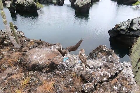 Tour privado de 8 días y 7 noches en las Islas Galápagos