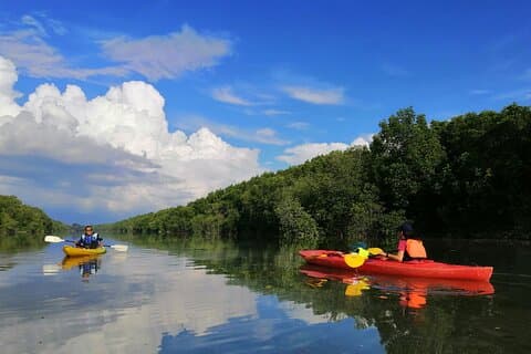 River Exploration and Mangrove Nature Tour by kayaking