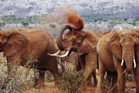 Full Day Private Tour of Tsavo East National Park from Malindi
