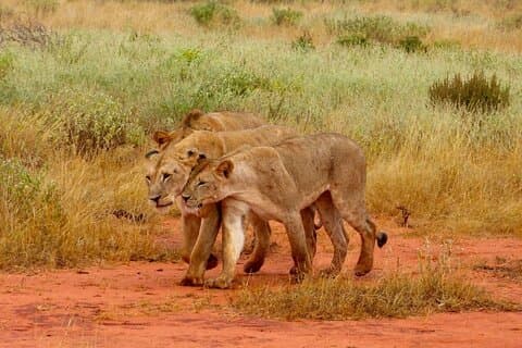 Privat helgedagstur til Tsavo East nasjonalpark fra Malindi