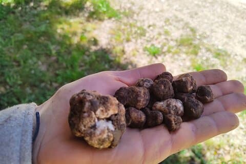Truffle hunting in the Sicani mountains: a unique experience in Sicily